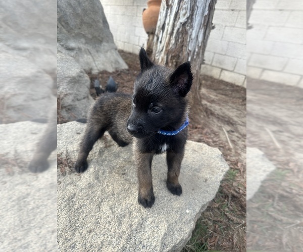Medium Photo #1 Belgian Malinois Puppy For Sale in BAKERSFIELD, CA, USA