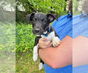 Border Collie-Jack Russell Terrier Mix Dogs for adoption in MECHANICSBURG, PA, USA