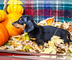 Small Photo #39 Dachshund Puppy For Sale in WAKARUSA, IN, USA