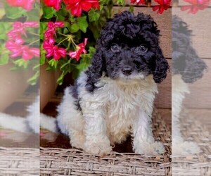 Golden Labrador-Poodle (Standard) Mix Puppy for sale in COEUR D ALENE, ID, USA