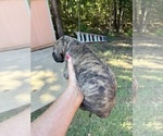 Small #2 Great Dane