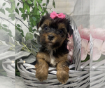 Small Photo #21 Shorkie Tzu Puppy For Sale in SELLERSBURG, IN, USA
