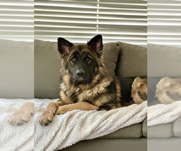 Medium Photo #4 German Shepherd Dog Puppy For Sale in West Sacramento, CA, USA