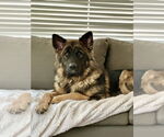 Small #3 German Shepherd Dog