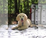 Small #3 English Cream Golden Retriever
