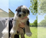 Small Photo #6 Australian Shepherd-German Shepherd Dog Mix Puppy For Sale in GRANDVIEW, TX, USA