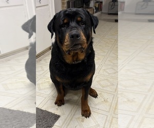 Father of the Rottweiler puppies born on 04/04/2025