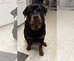 Small Photo #1 Rottweiler Puppy For Sale in BEAUMONT, TX, USA