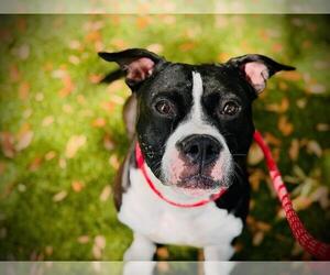 Mutt Dogs for adoption in Orlando, FL, USA