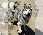 Small #1 Siberian Husky