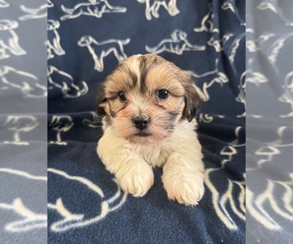 Medium Photo #1 Zuchon Puppy For Sale in NEW YORK MILLS, MN, USA