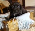 Small Photo #5 German Shorthaired Lab Puppy For Sale in RAPID CITY, SD, USA