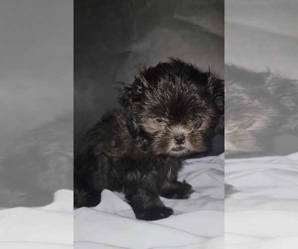 Medium Photo #9 Shih Tzu Puppy For Sale in BRANDON, FL, USA