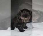 Small #8 Shih Tzu
