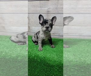French Bulldog Puppy for sale in INDIANAPOLIS, IN, USA