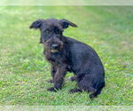 Small #4 Mutt