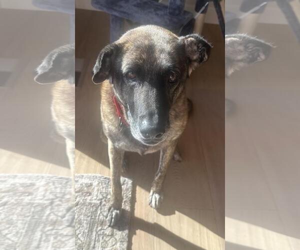 Medium Photo #3 German Shepherd Dog-Holland Shepherd Mix Puppy For Sale in Incline Village, NV, USA