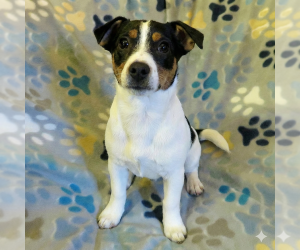 Medium Photo #8 Jack Chi Puppy For Sale in Grovertown, IN, USA