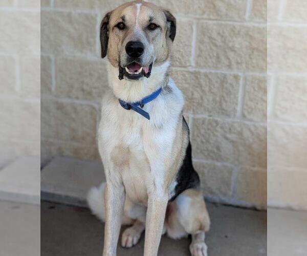 Medium Photo #5 Coonhound-Great Pyrenees Mix Puppy For Sale in Rockwall, TX, USA