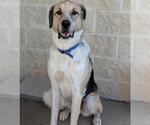 Small #4 Coonhound-Great Pyrenees Mix