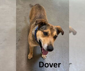 Bull Terrier-Unknown Mix Dogs for adoption in Mountain View, AR, USA