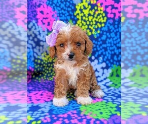 Cavachon-Poodle (Miniature) Mix Puppy for sale in BIRD IN HAND, PA, USA