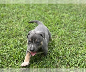 American Bully-American Pit Bull Terrier Mix Dog for Adoption in GREENVILLE, North Carolina USA