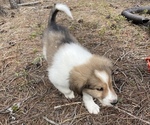 Small #3 Collie-Great Pyrenees Mix