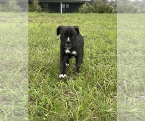 Boxer Puppy for sale in MOLINO, FL, USA