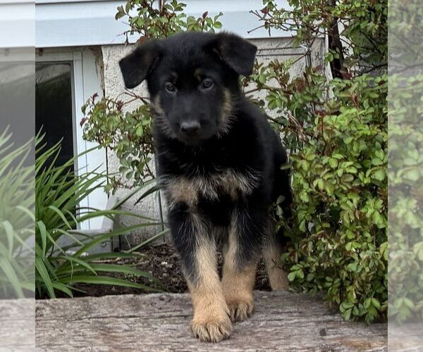 Medium Photo #3 German Shepherd Dog Puppy For Sale in PARADISE, PA, USA