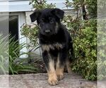 Small #2 German Shepherd Dog