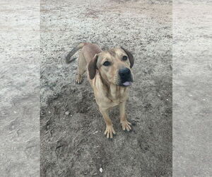 Rocky - Male Mutt Dog for Adoption - Photo #2