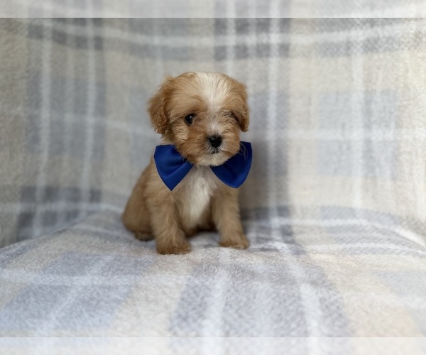 Medium Photo #12 Cavapoo Puppy For Sale in LAKELAND, FL, USA