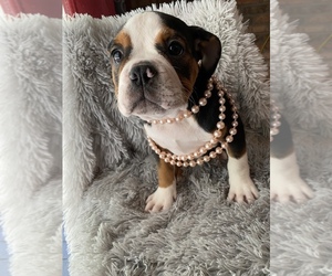 Olde English Bulldogge Puppy for sale in BEECH GROVE, IN, USA