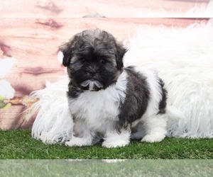 Zuchon Puppy for sale in MARIETTA, GA, USA