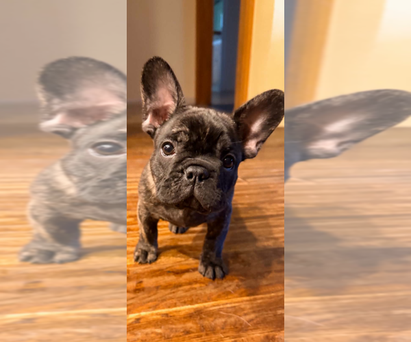 Medium Photo #6 French Bulldog Puppy For Sale in BONNEY LAKE, WA, USA