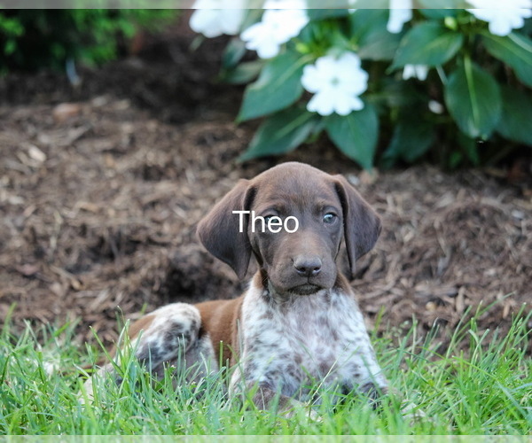 Medium Photo #6 German Shorthaired Pointer Puppy For Sale in GORDONVILLE, PA, USA