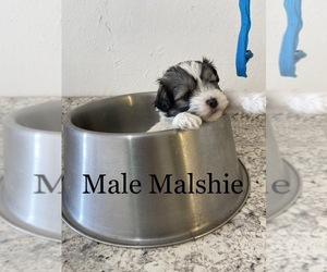 Mal-Shi Puppy for sale in GREENVILLE, NC, USA