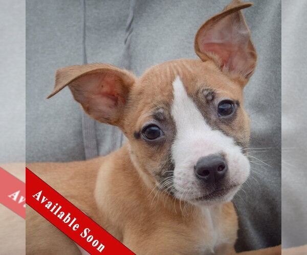 Medium Photo #1 Boxer-Bull Terrier Mix Puppy For Sale in Huntley, IL, USA