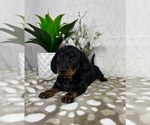 Small #3 Dachshund