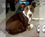 Small #31 Collie Mix