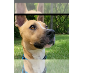 Black Mouth Cur-Unknown Mix Dogs for adoption in St. Augustine, FL, USA