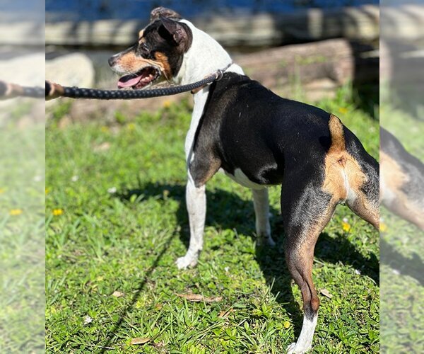 Medium Photo #5 Rat Terrier Puppy For Sale in Atlanta, GA, USA