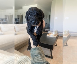 Aussiedoodle-Goldendoodle Mix Puppy for sale in BAKERSFIELD, CA, USA