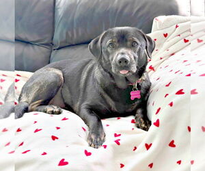 Mutt Dogs for adoption in Spring Lake, NJ, USA