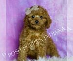 Small Photo #48 Cavapoo (Miniature) Puppy For Sale in WARSAW, IN, USA