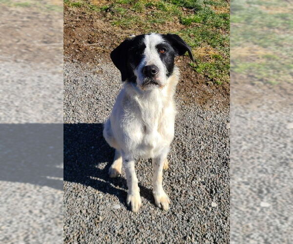 Medium Photo #3 Border Collie-Unknown Mix Puppy For Sale in Woodsfield, OH, USA