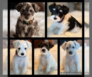 Schnauzer (Miniature) Puppy for sale in NEOSHO, MO, USA