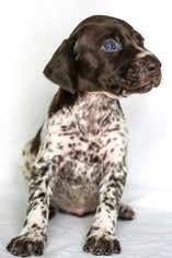 German Shorthaired Pointer Puppy for sale in SHINGLE SPRINGS, CA, USA
