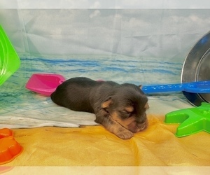 Morkie Puppy for sale in CASSVILLE, MO, USA